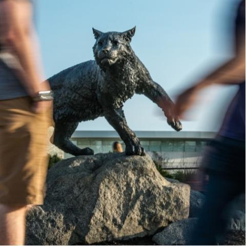 杜伦大学校园里的野猫雕像