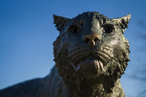 Close up of the Wildcat Statue 