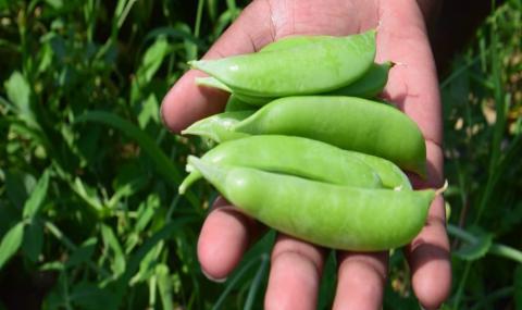 peas in hand