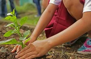child planting a plant in the ground
