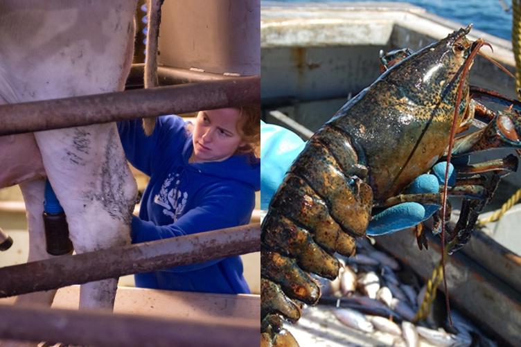 A photo showing a fisherman holding a lobster on the left and a UNH student milking a cow on the right