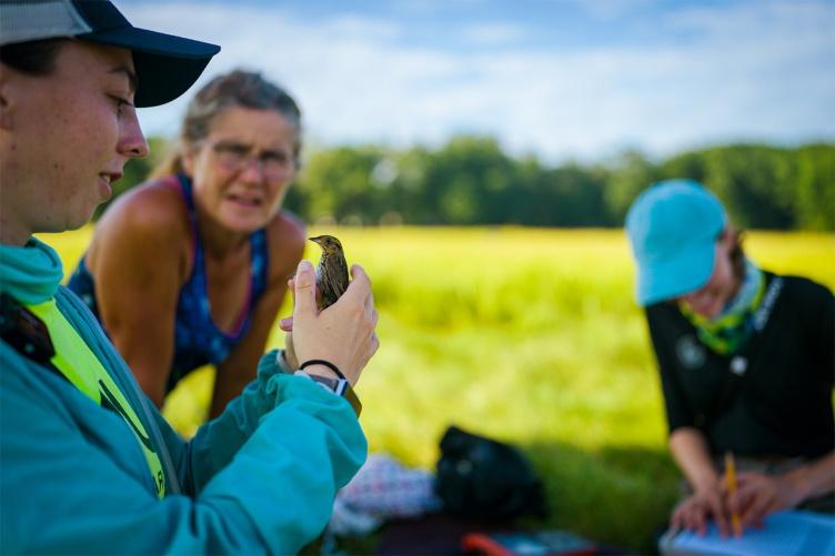 A researcher holds a saltmarsh sparrow while another researcher in the background studies the sparrow.