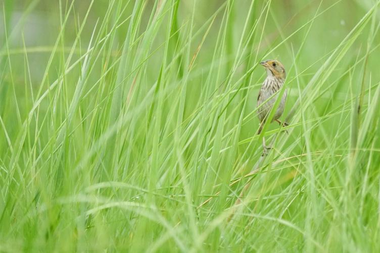 A saltmarsh sparrow hidden in the grass