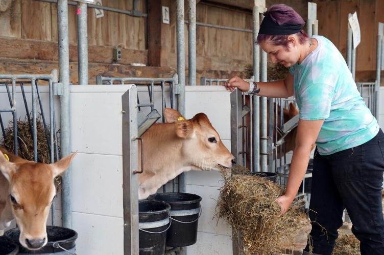 吉莉安·纽博尔德在主要研究有机乳品研究农场喂小牛.