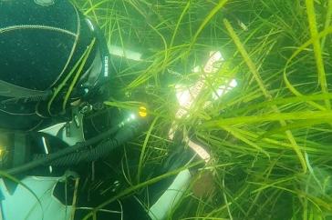 图为潜水员在大叶藻中测量大叶藻的树冠高度.
