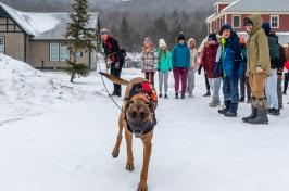 搜救犬在雪地里跑向摄像机，学生们在一旁观看