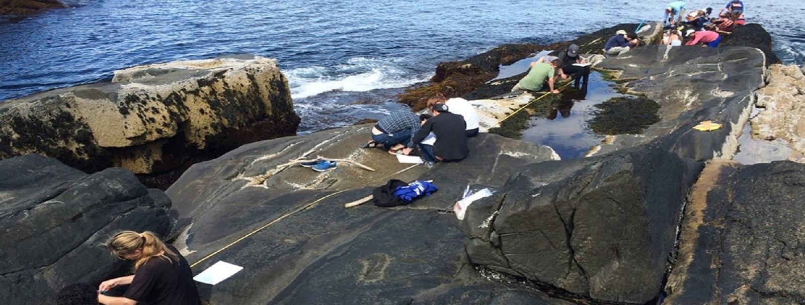 Students measuring data on rocks at the Shoals Island Marine Lab